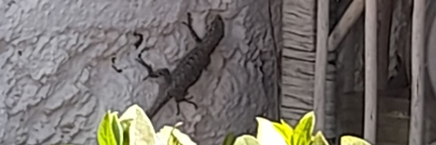 el_martolo's profile banner image
