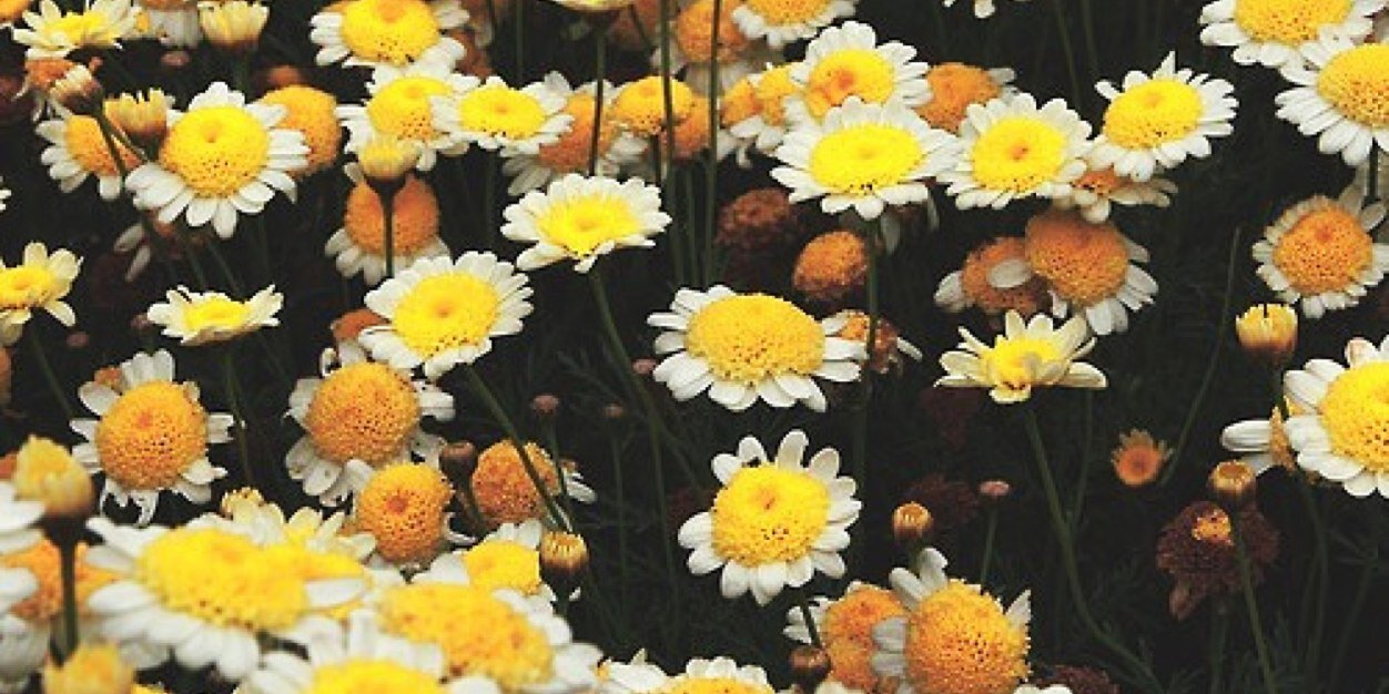 christina lee banner