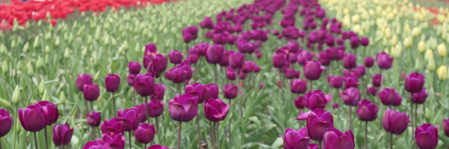 APS Leadership Institute Committee banner