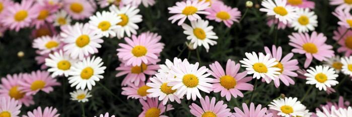 Becky_Pizzo's profile banner image