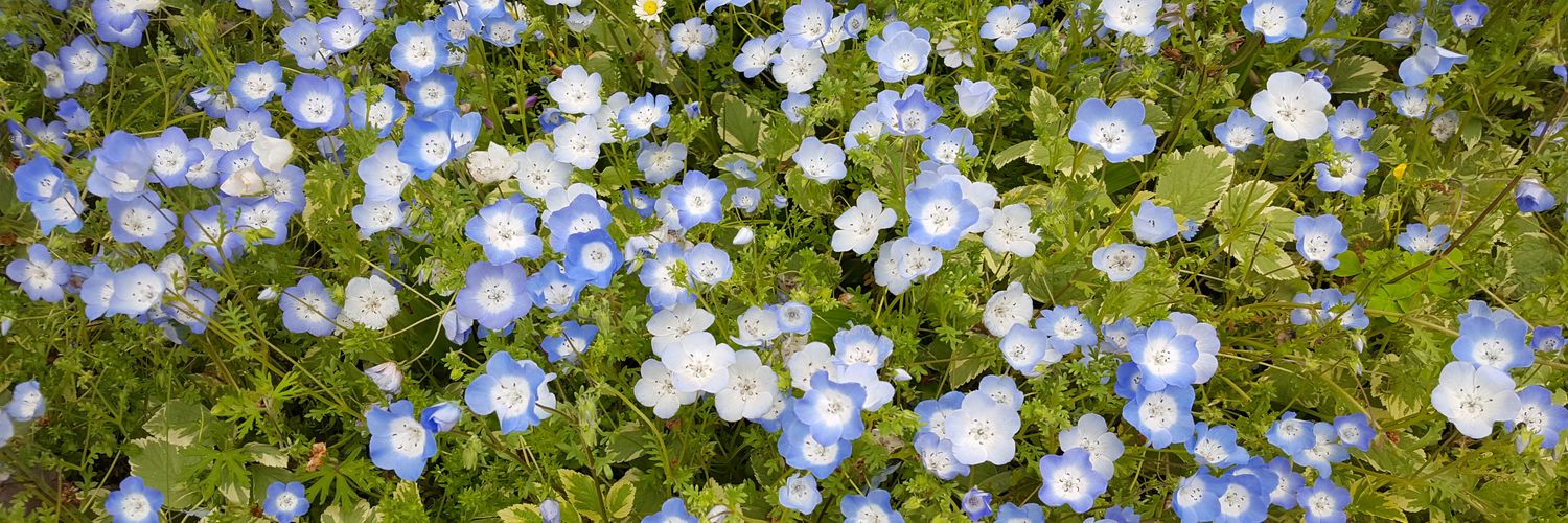 ！紫音！☺ banner