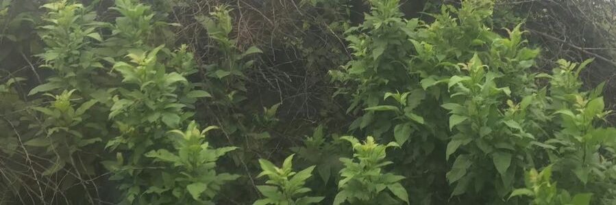 lazybugTweetz's profile banner image