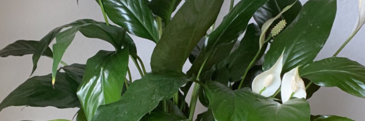 mspretti87's profile banner image