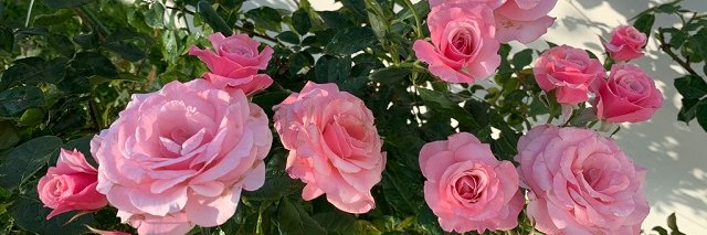 Nguyent24673016's profile banner image