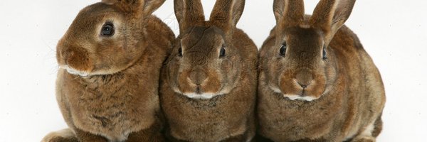 That_1TreeGuy Profile Banner