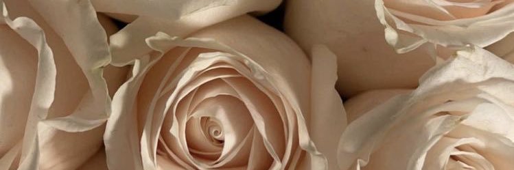 Venus_ena's profile banner image