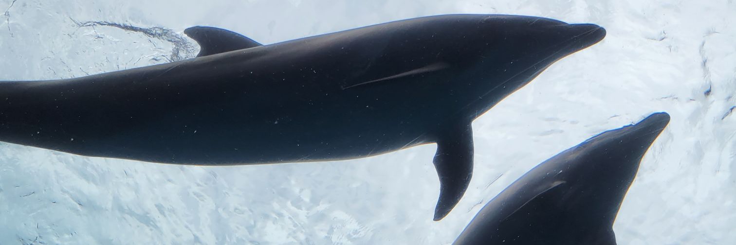いもぞんじん banner
