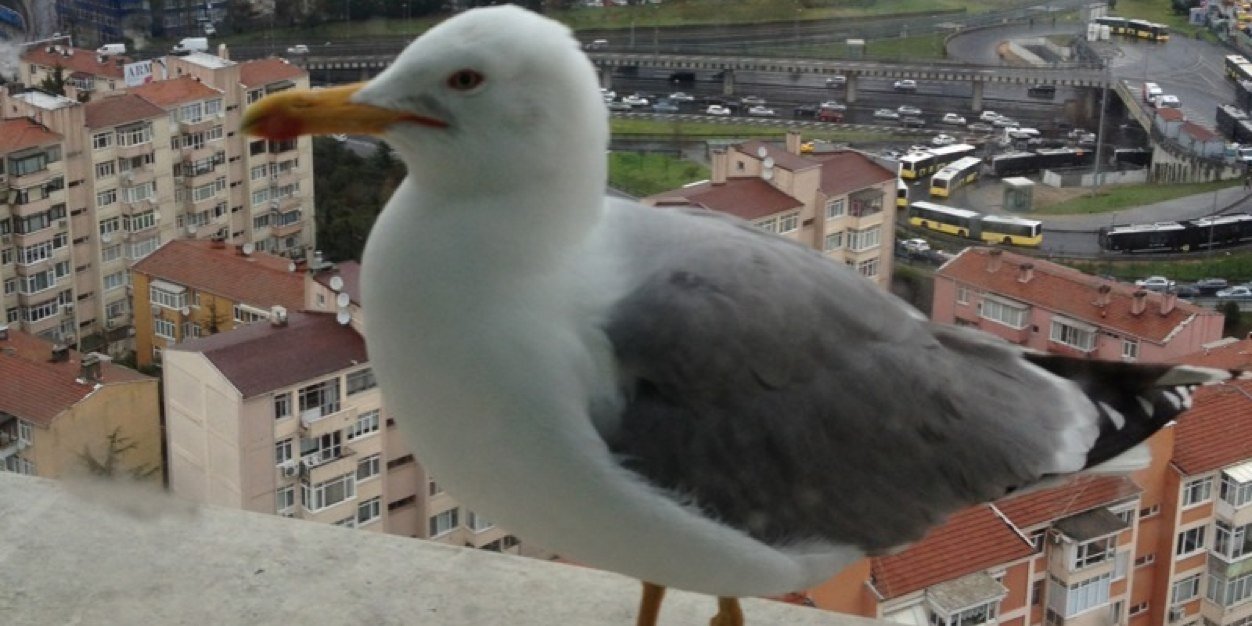 Necdet Güler banner