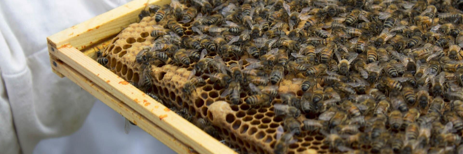 BisForBeekeeper's profile banner image
