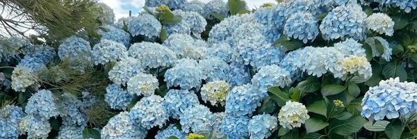 sofiaasanch Profile Banner