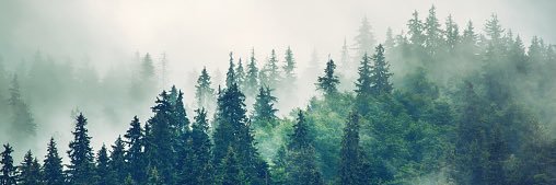 fogoverfire's profile banner image