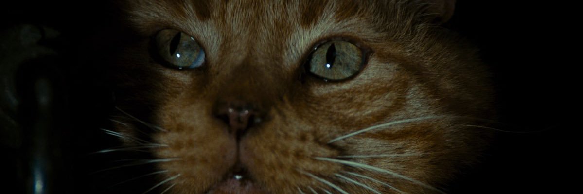 thederphimself's profile banner image