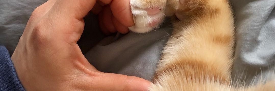 owlyiu's profile banner image
