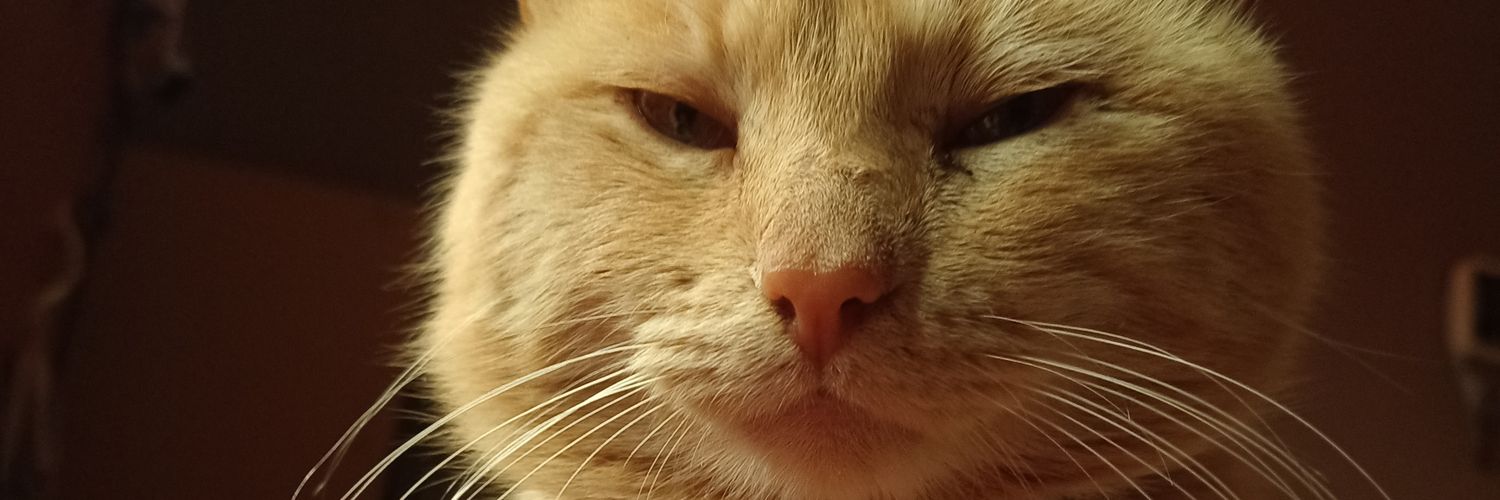 𝔐𝔬𝔯𝔢🕸️ banner