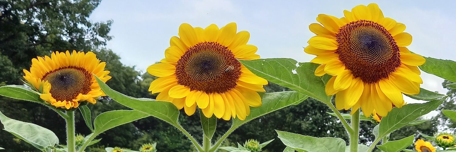 kanameyellow's profile banner image