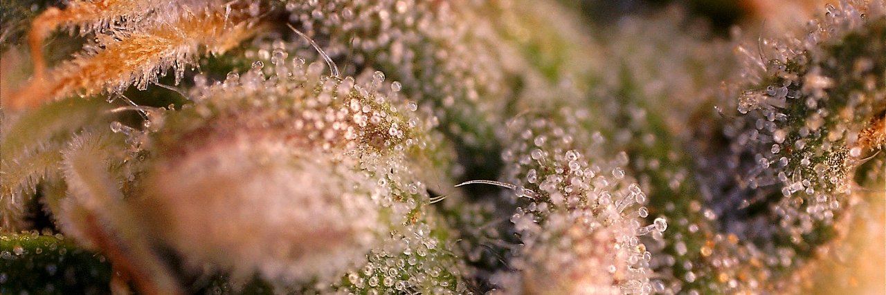 WeedWorks banner