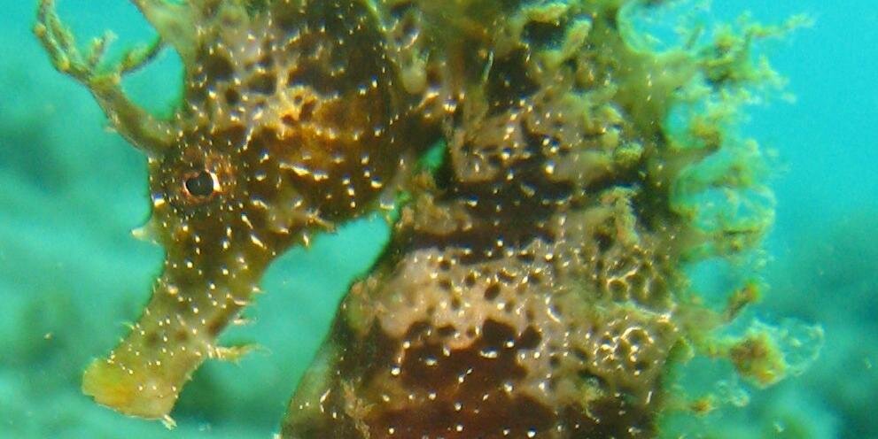 Ecodiver's profile banner image