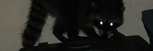 RaccoDog's profile banner image
