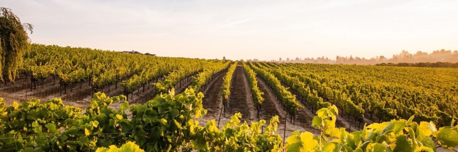 Merry Edwards Winery banner