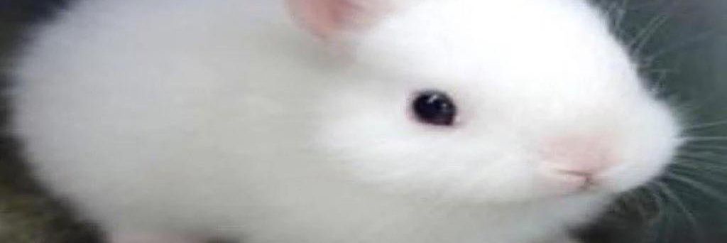 ivy 🏳️‍⚧️ banner