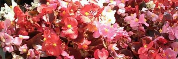 sweetpdea's profile banner image