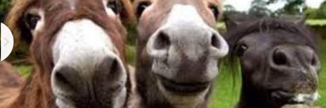 حزب الرد على المطايا banner