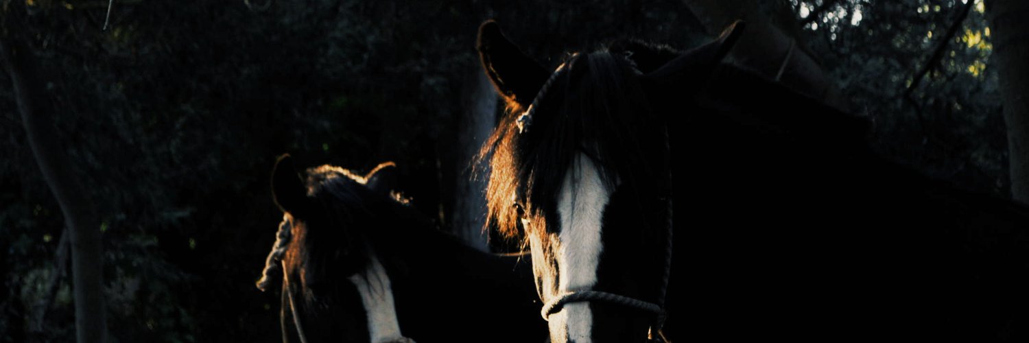 Enouxt🌳🌵 banner