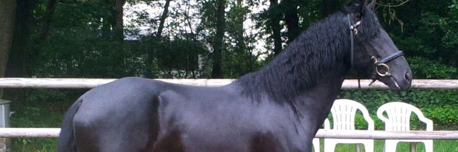 gdejonge61's profile banner image