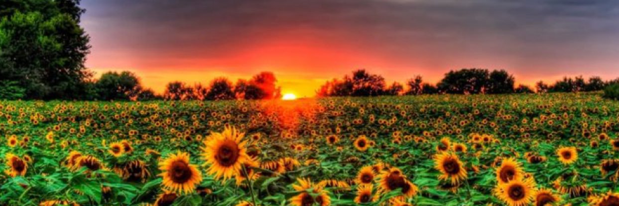 Jac_liin's profile banner image