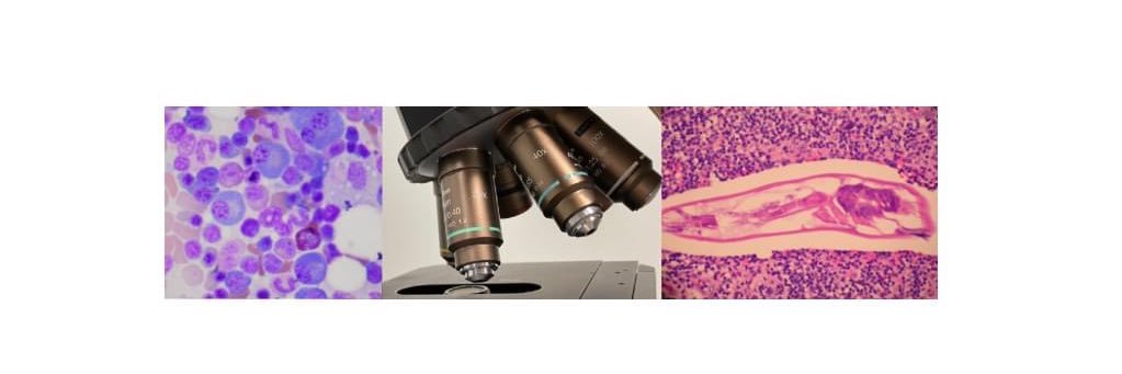 Massachusetts Society of Pathologists banner