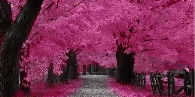Marbe_Sakura's profile banner image
