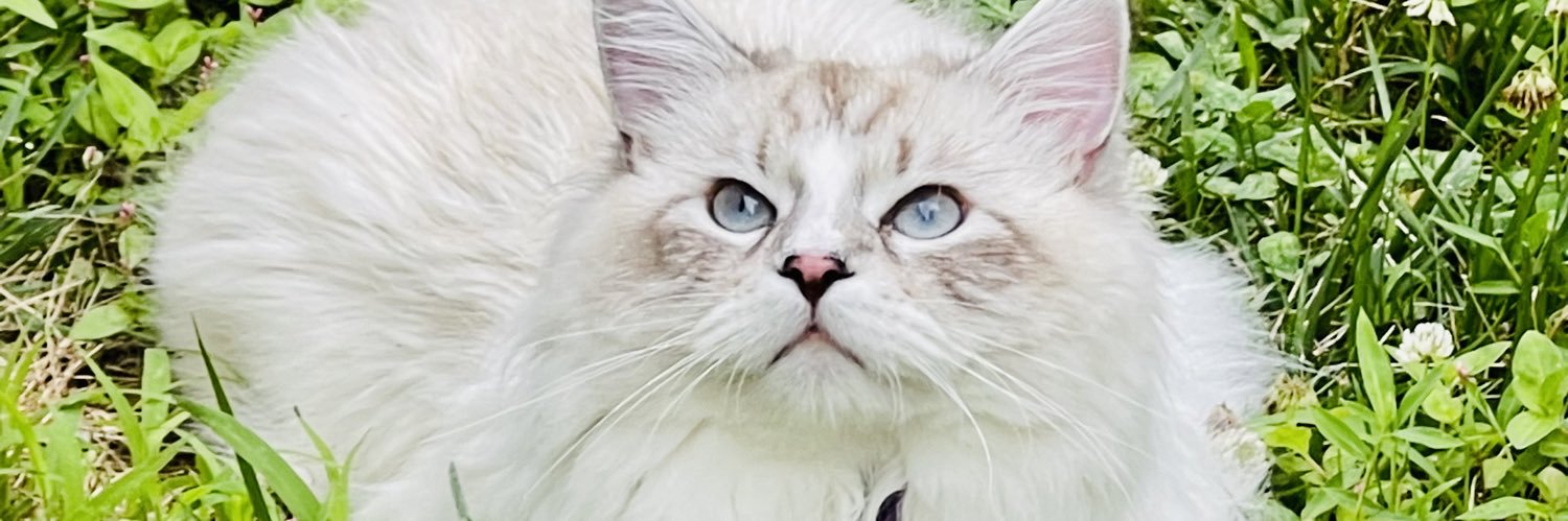 Ehsan Ullah, Ph.D. banner