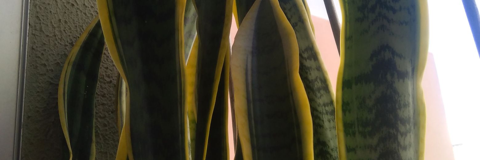 Sté @esterd.bsky.social banner