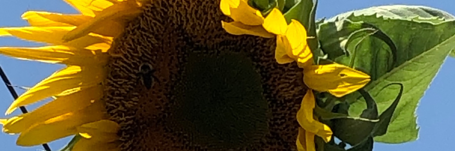 Darlene Rivera banner