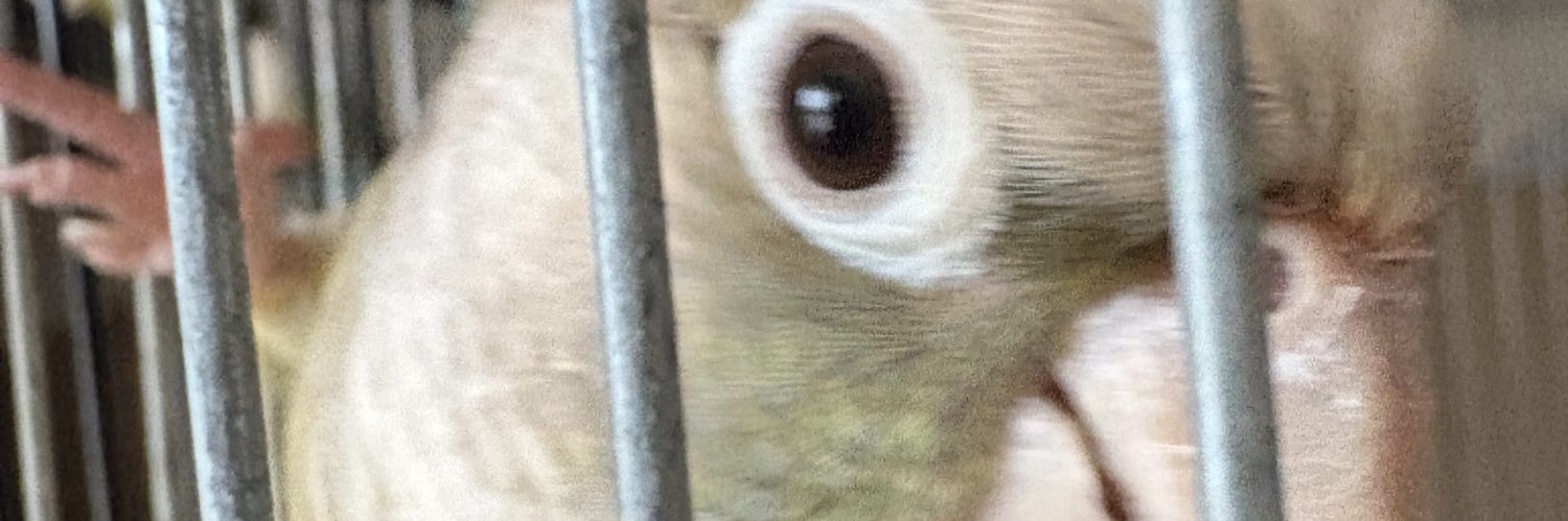 あやか banner