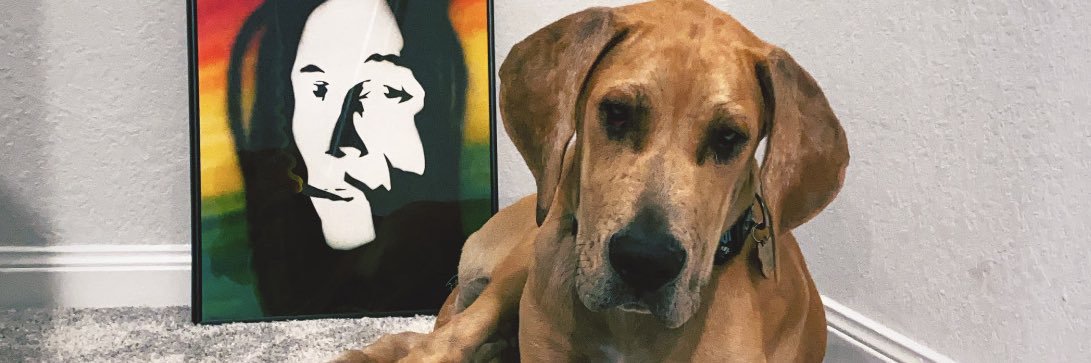 vida m. rahmatian banner