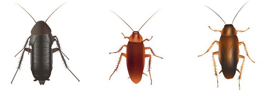 r banner