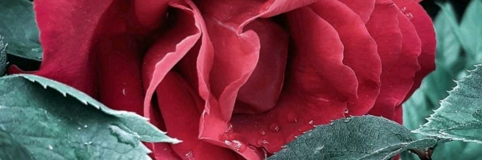 *YellowRadio* banner