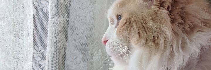 catclud's profile banner image