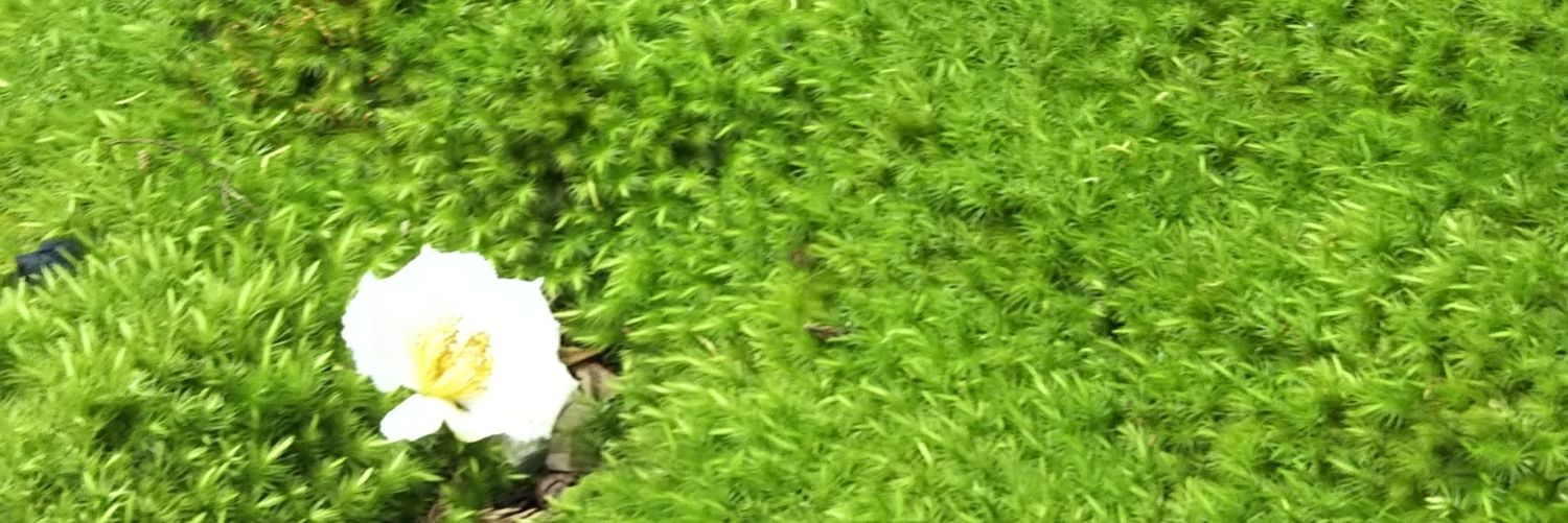 salusubeli's profile banner image