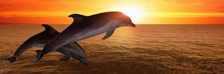 trthonly's profile banner image