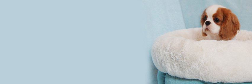 Stephanie Hart banner