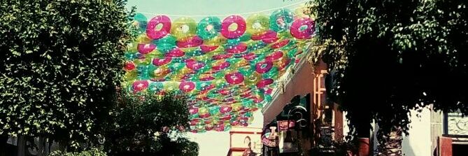 Berry lovato banner
