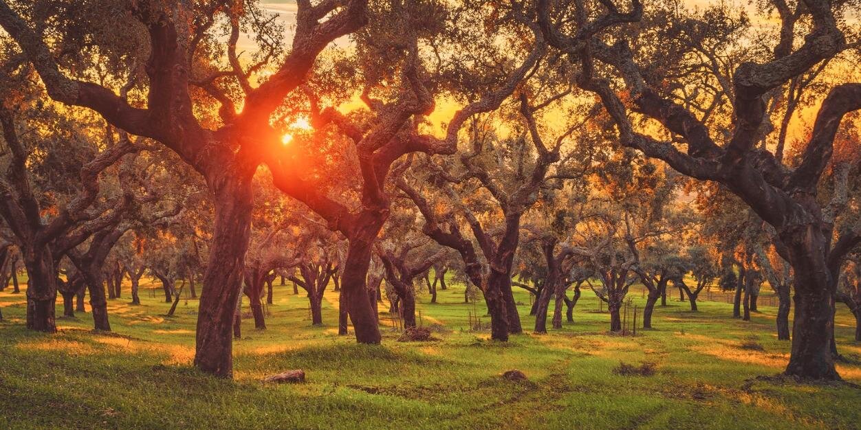 Raz Cunningham banner