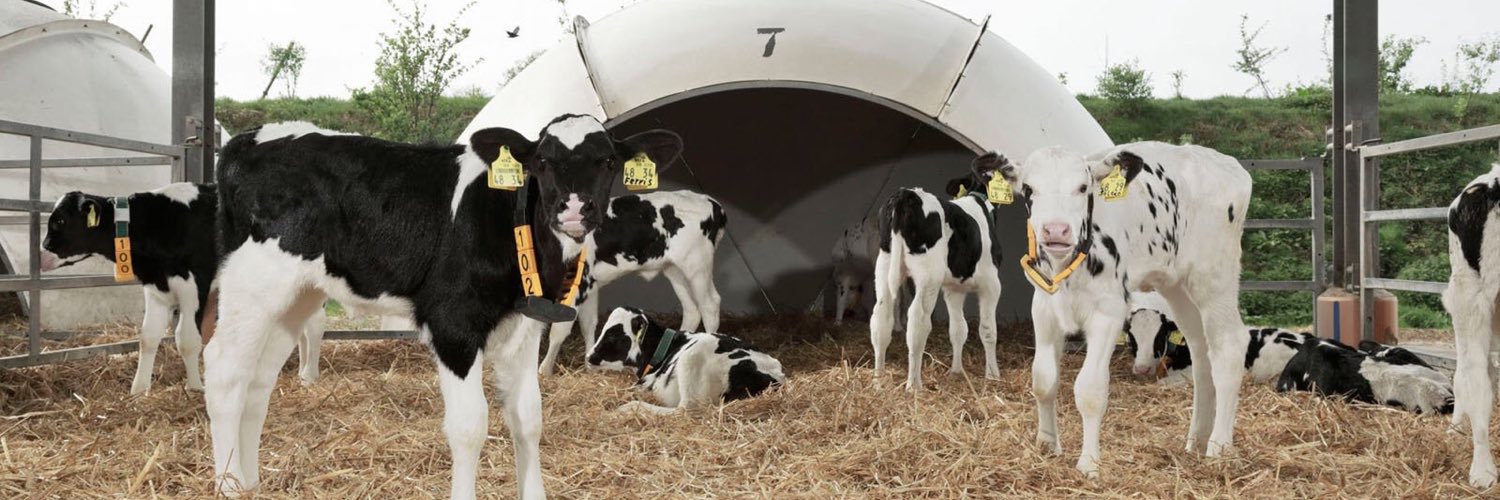 Calf Nutrition UK banner