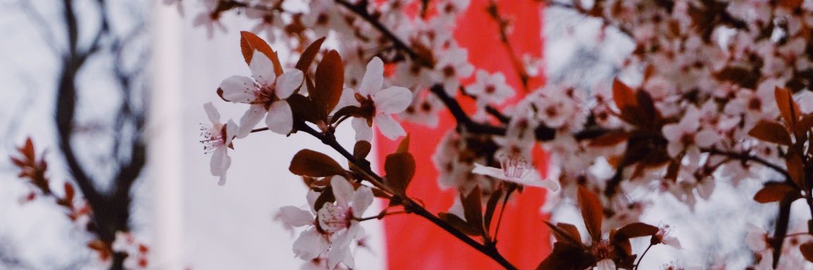 denpazakura's profile banner image