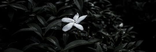 داشعلی🫚 banner