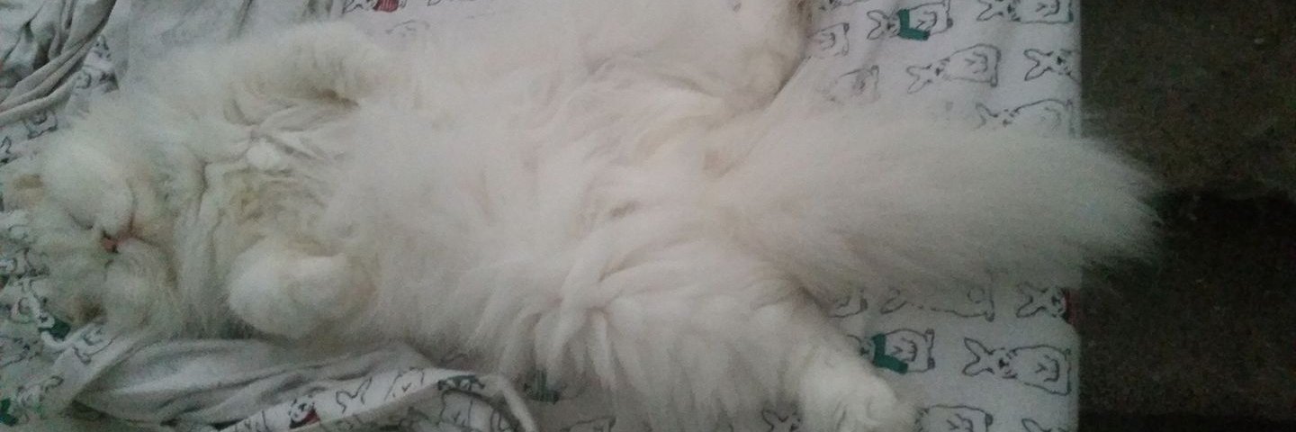 bunnymom 🌹🐰😺🇵🇸 banner