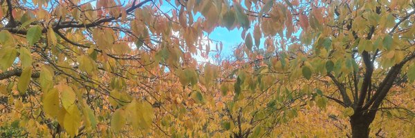 DrEmmaCroft Profile Banner