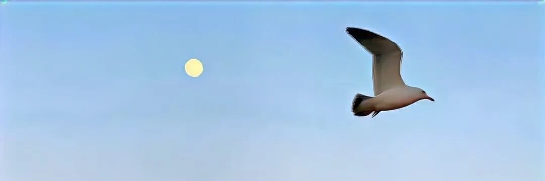 小饼干◞✧ banner